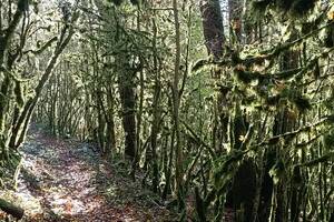 photo Bain de forêt - Shinrin-yoku - Sylvothérapie