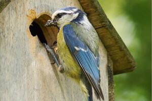 photo Nichoirs et gîtes : des petits gestes pour la biodiversité !