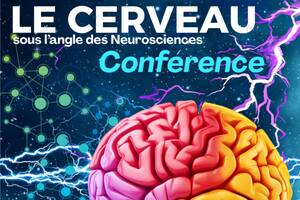 Le Cerveau, sous l'angle des Neurosciences