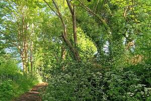 Balade sensorielle en forêt