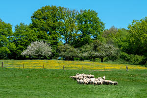 Flashmob dans les prés