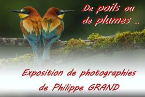 Exposition « de poils ou de plumes », photographies animalières de Philippe GRAND.