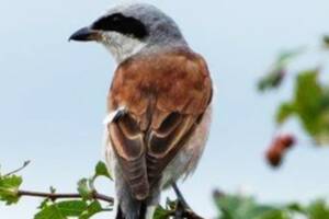 photo Balade « Les oiseaux protégés en Europe, dans le Haut-Allier » autour de St Haon