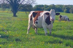 DIMANCHE A LA FERME