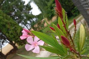 Album Gastronomiques chansons à déguster tendrement