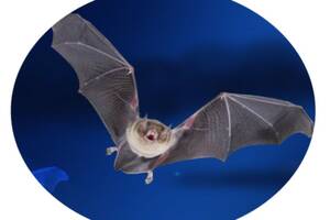 Nuit de la Chauve-souris - Conférence et balade nocturne autour du monde de la nuit