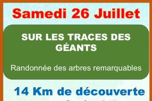 Sur les Traces des Géants - Randonnée des Arbres Remarquables en forêt de Rambouillet