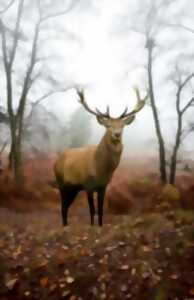 SORTIE NATURE  À L’ECOUTE DU BRAME DU CERF