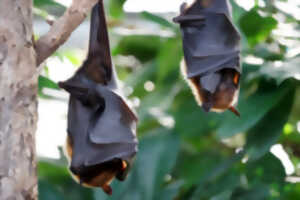 photo Nuit de la chauve-souris au Zoo