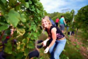 Vendanges touristiques dans la région de Guebwiller