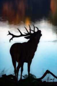 photo SOIRÉE BRAME DU CERF AU PARC SAINTE CROIX