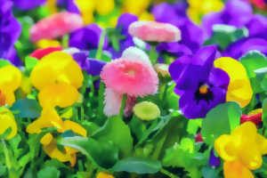 photo MARCHÉ AUX FLEURS