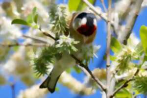 photo A la découverte des oiseaux communs - LPO