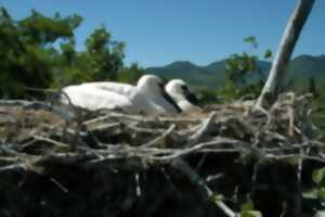 photo Le nourrissage des cigognes