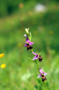 SAFARI ORCHIDÉES