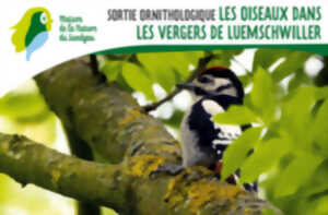 photo Sortie ornithologique - Les oiseaux dans les vergers de Luemschwiller
