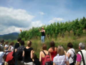 Découverte de la vigne et du vin