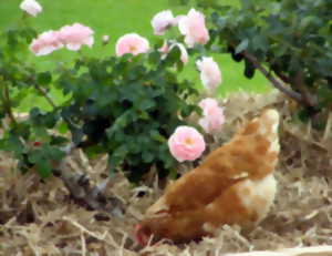 FETE DE LA POULE ET DES JARDINS