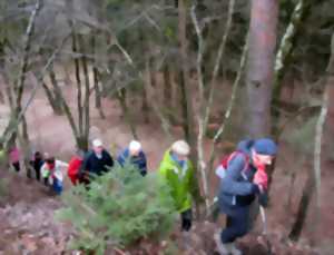 MARCHE IVV À NARBEFONTAINE