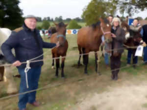 photo Foire aux chevaux