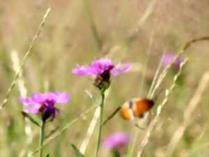 photo Sortie : sur les traces du castor