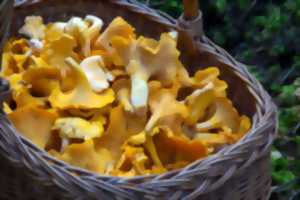 FOIRE AUX CHAMPIGNONS AUMONT-AUBRAC