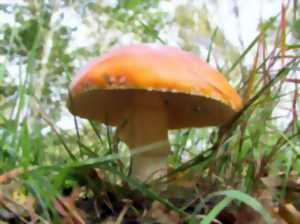 photo Instants Nature -  Découvrons les champignons à Vendôme
