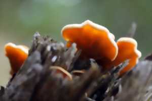 photo LES SORTIES NATURE - SURPRENANTS CHAMPIGNONS