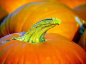 photo MARCHÉ D'AUTOMNE