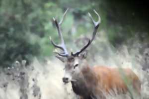 photo LES SORTIES NATURE - ECOUTER LE BRAME DU CERF