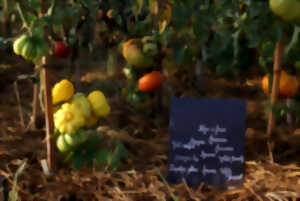 photo Le marché du château