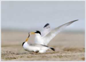 photo Balade Loire : Les oiseaux des bancs de sable