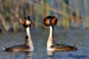 photo SORTIE NATURE - LES RICHESSES DU BAGNAS