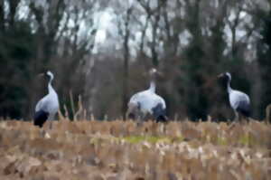 photo Week-end Grues