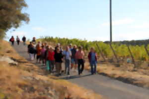 photo BALADE DES VENDANGES AU DOMAINE OLLIER-TAILLEFER