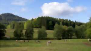 photo Sentiers Plaisir : La clairière du Hang