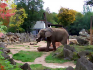 photo CONFERENCE:LA COMMUNICATION ANIMALE