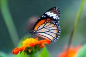 La photo nature, la macrophotographie - COPIE