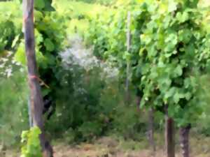 photo Espace extérieur de dégustation et circuits de balade dans le vignoble !