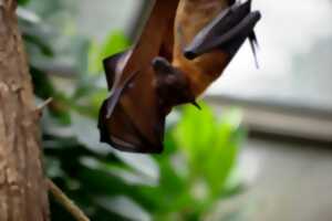 photo Balade nature et création artistique sur les chauves-souris