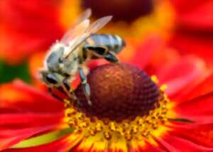 photo FÊTE DE L'ABEILLE