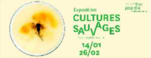 photo Exposition : “Cultures sauvages