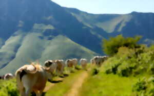 photo Fête de la Transhumance