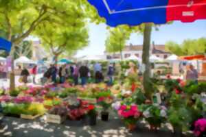 photo MARCHÉ TRADITIONNEL LE JEUDI MATIN - EAUZE