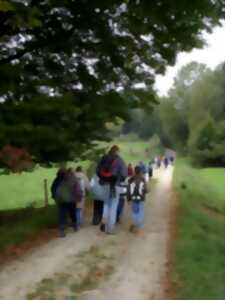 photo Plantes des bords de chemin