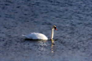 photo Découverte ornithologique des lacs aubois