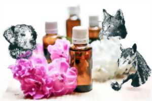 L'aromathérapie pour vous et vos animaux