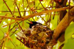 photo Bêtes à plumes de la Forêt d'Orient