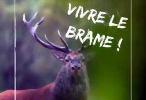 Vivre le Brame du Cerf