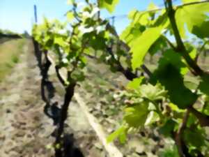 Rando des vignes au Domaine du Berdet (ANNULÉ)
